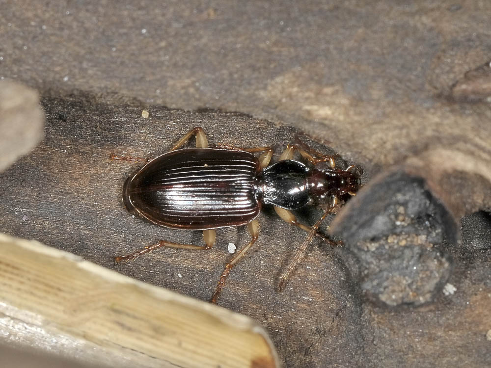 Quale Carabidae? Paranchus albipes